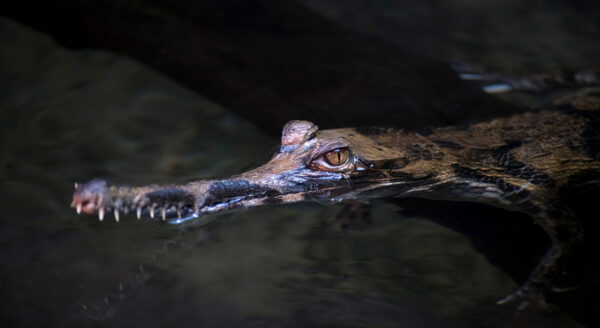 A closeup image of a Sunda gharial crocodile peaking out of the water.