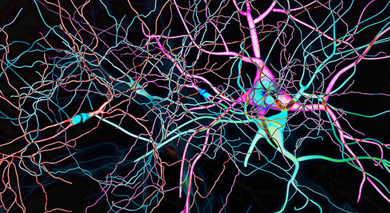 Brain-Neurons780