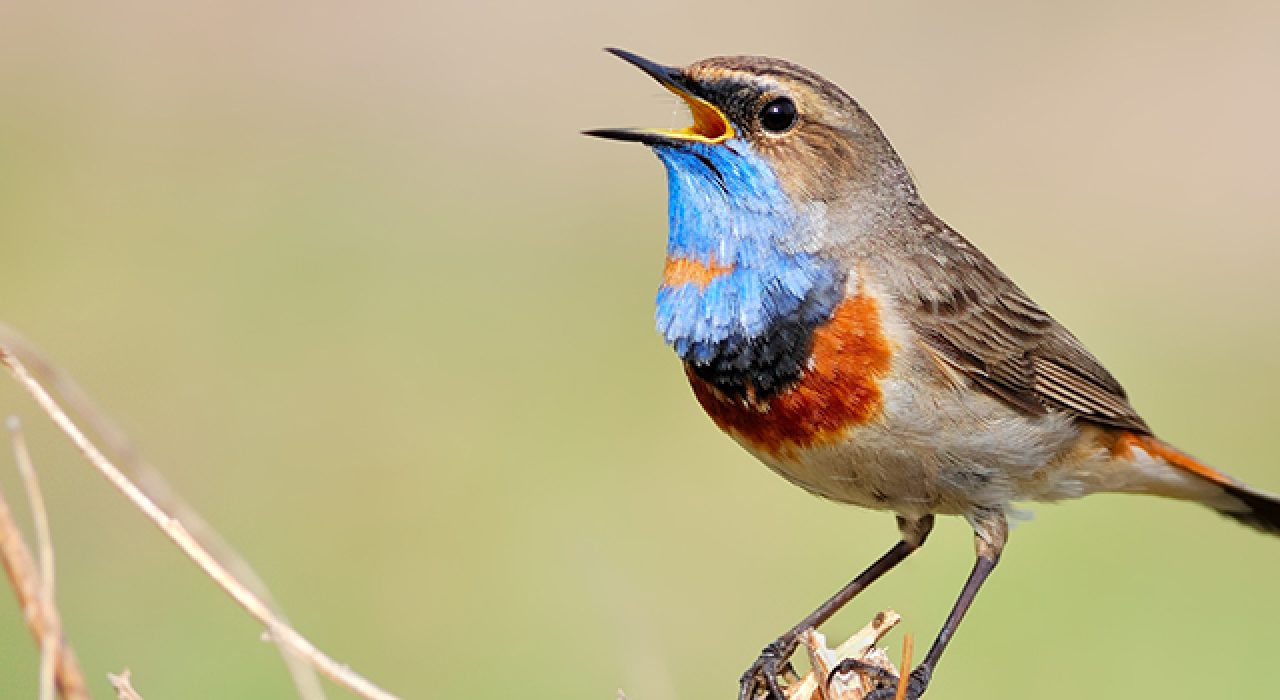 SingingBird780
