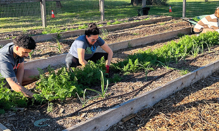 UTSA community garden offers sustainability, life skills