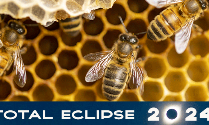UTSA professor discusses bee behavior during eclipses