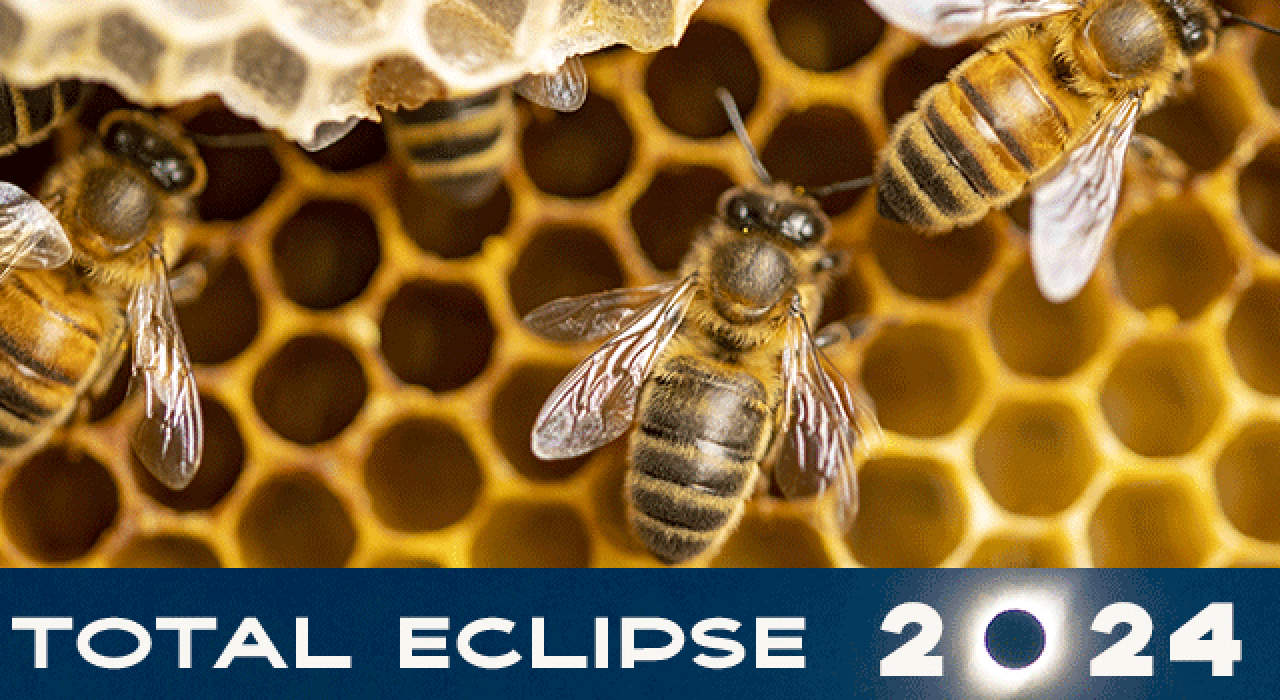 bees-ozturk_780