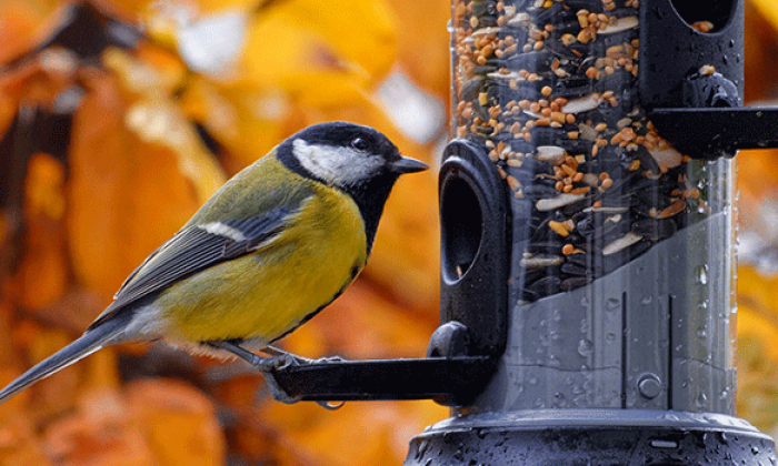UTSA study finds large variety of bird species in S.A., aided by feeding