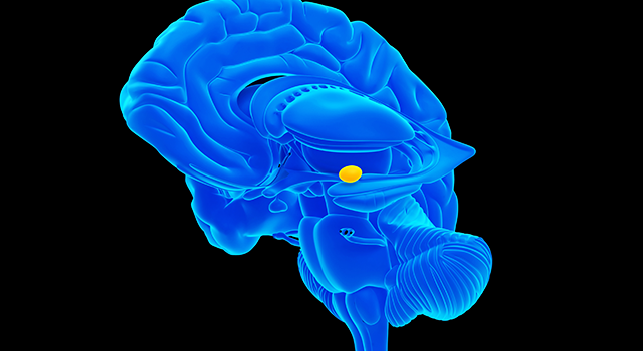 A rendering of the human brain highlighting the amygdala.