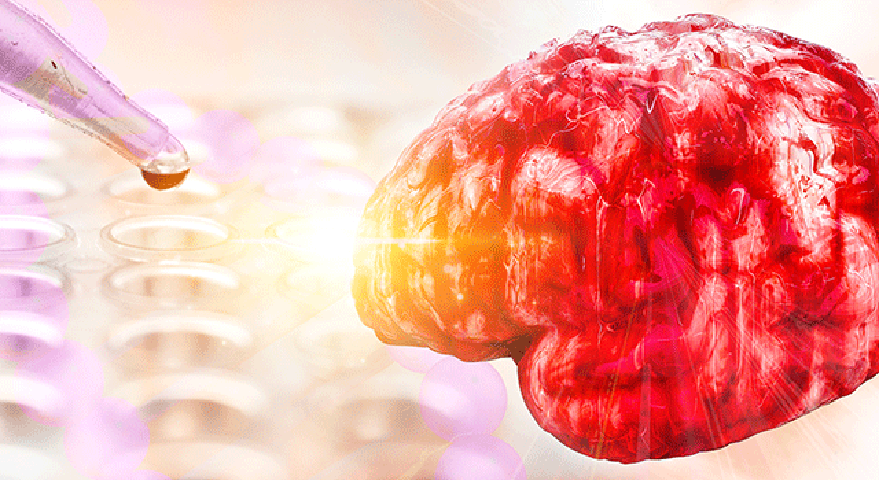 brain-neurology-stem-cells_780