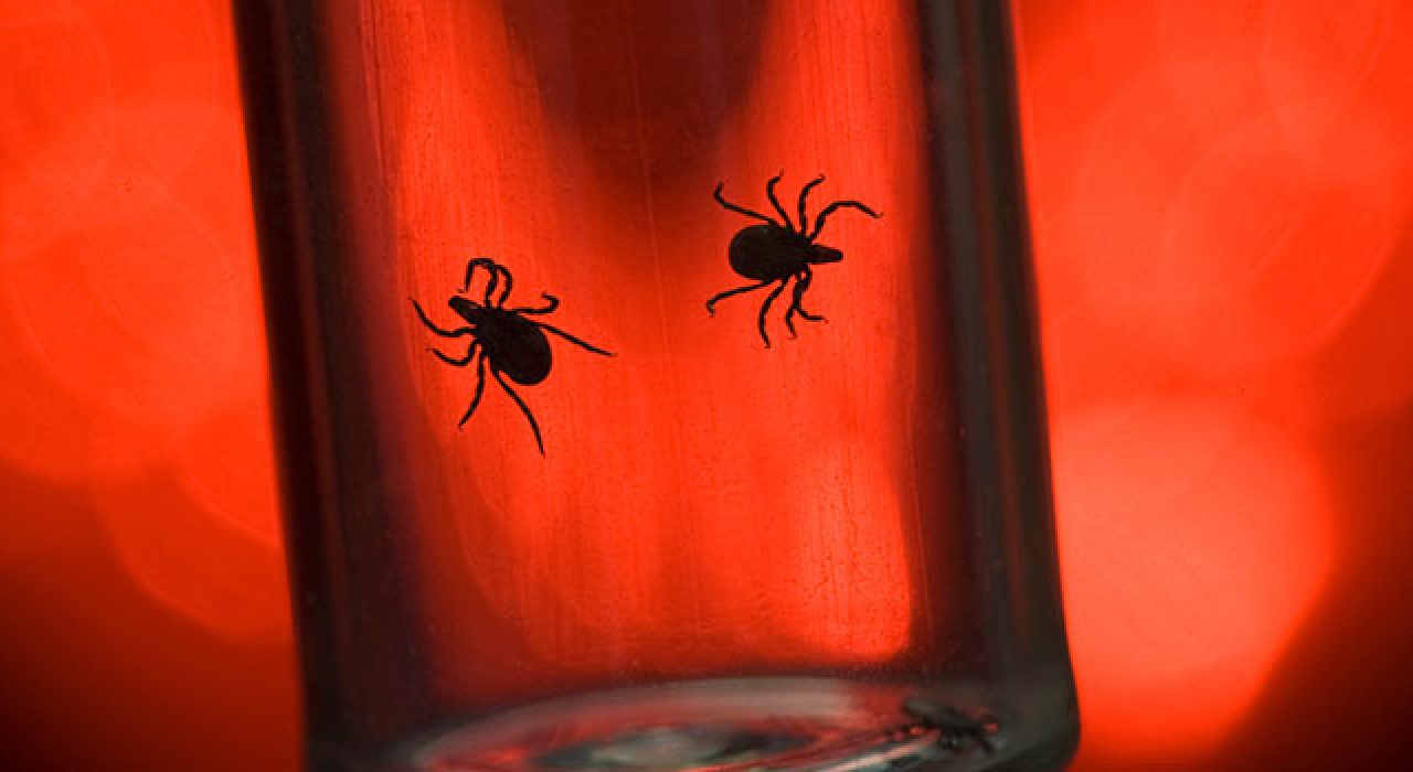 Nathan Kilgore (right) and Mario Ramirez (left) develop Lyme disease pathogens at a Biosafety Level 2 cabinet.