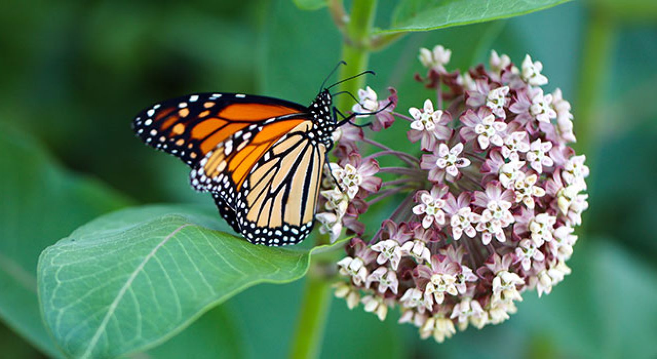 monarch-butterfly_780