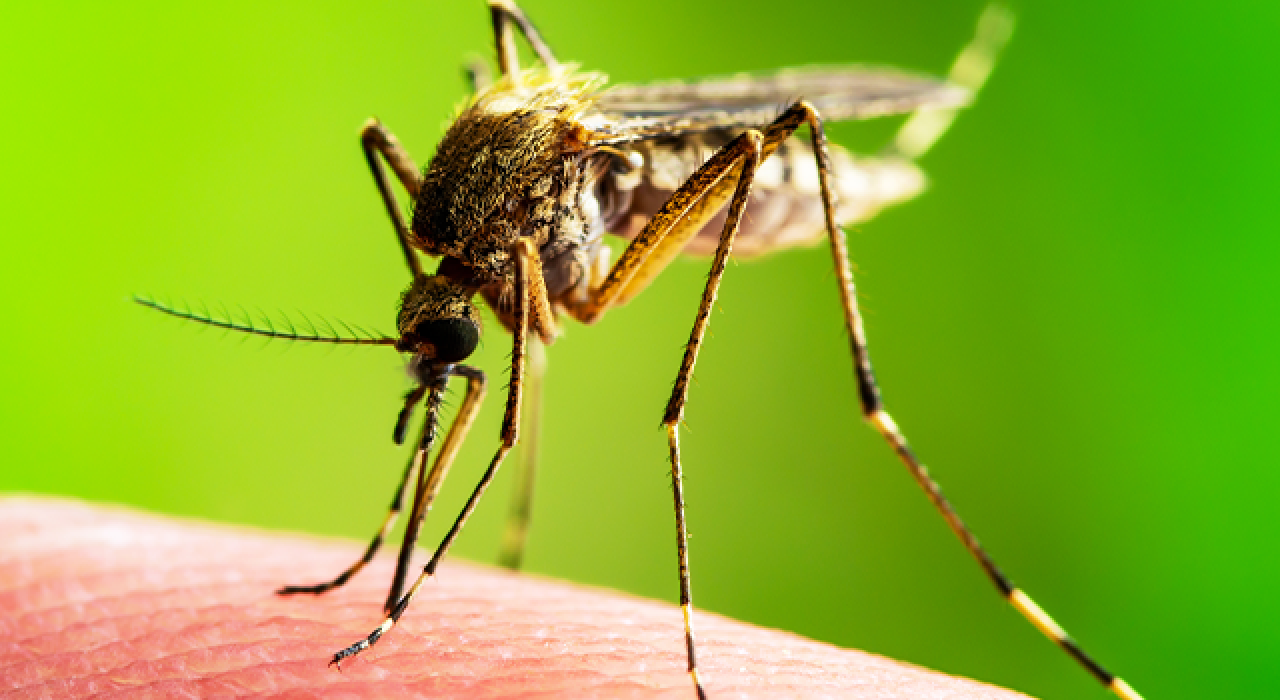 mosquito_780