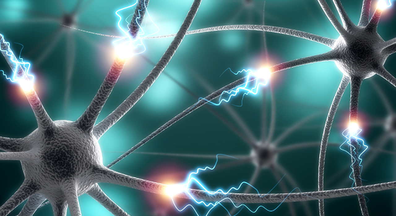 A 3D rendering of human neurons.