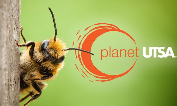 Planet UTSA: Ferhat Ozturk offers the buzz on bees’ eclipse behavior