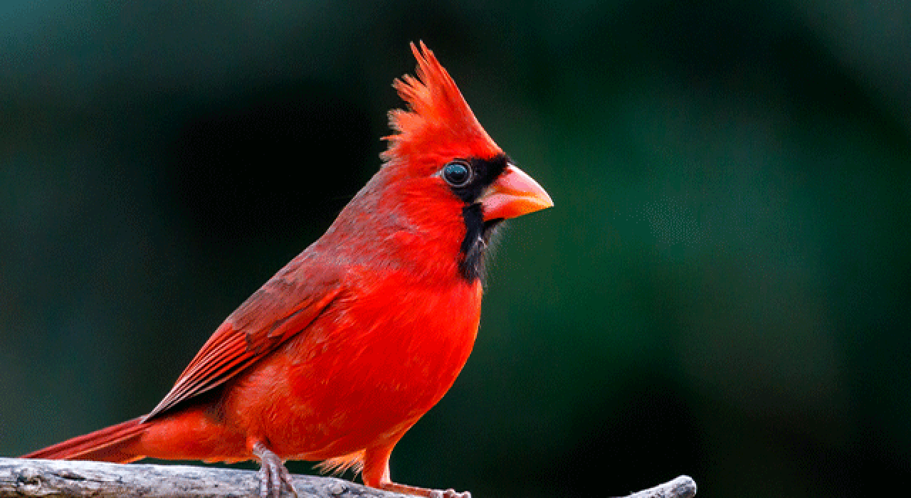 sombrilla-cardinal_780