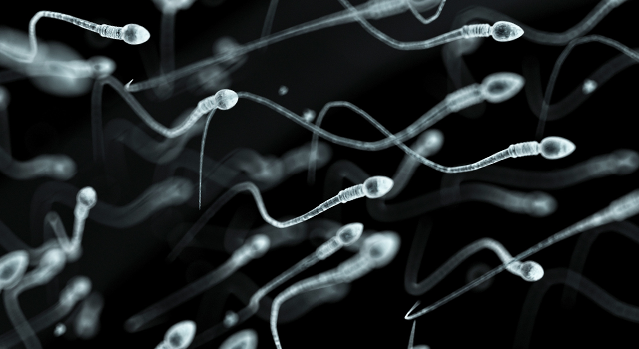 sperm-cells_780
