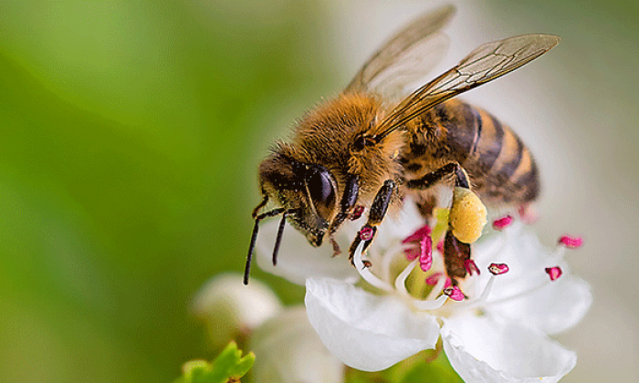 Sombrilla Magazine: Total Bee-clipse